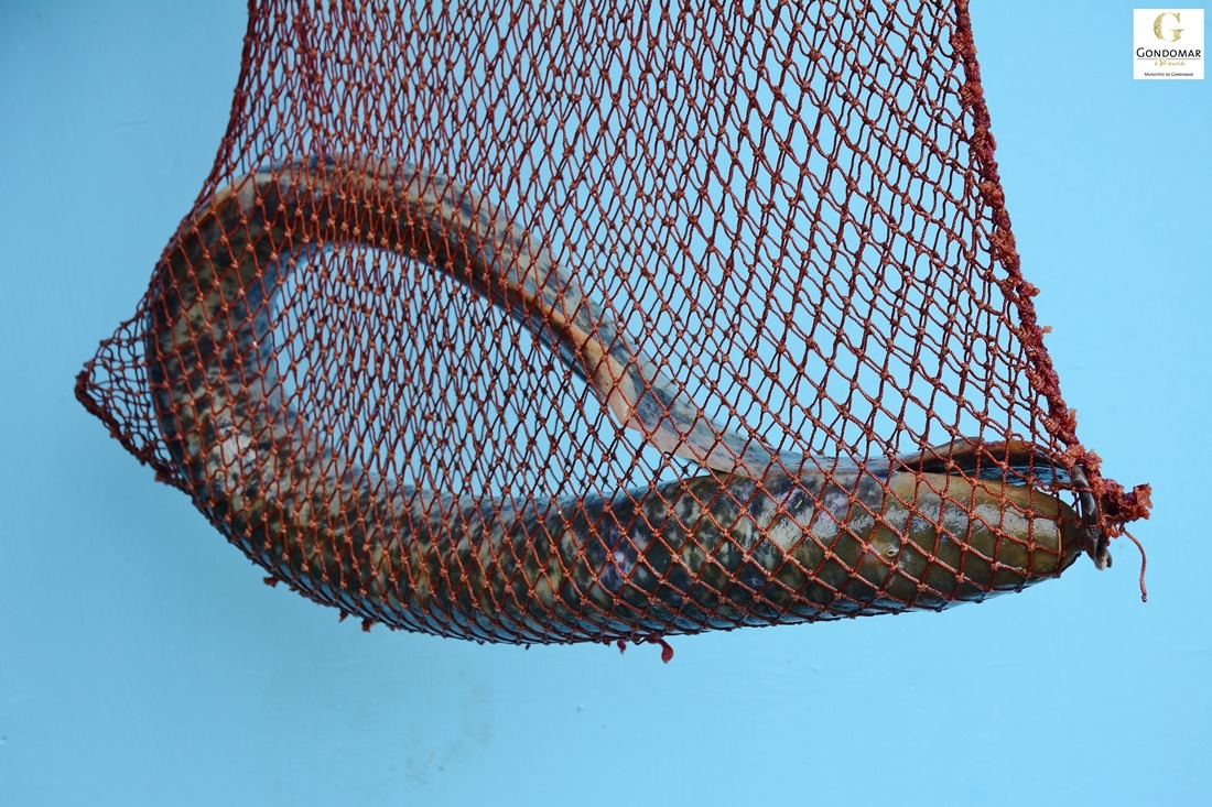 Galeria de Fotos - Aberta nova época de pesca da lampreia e sável no Douro